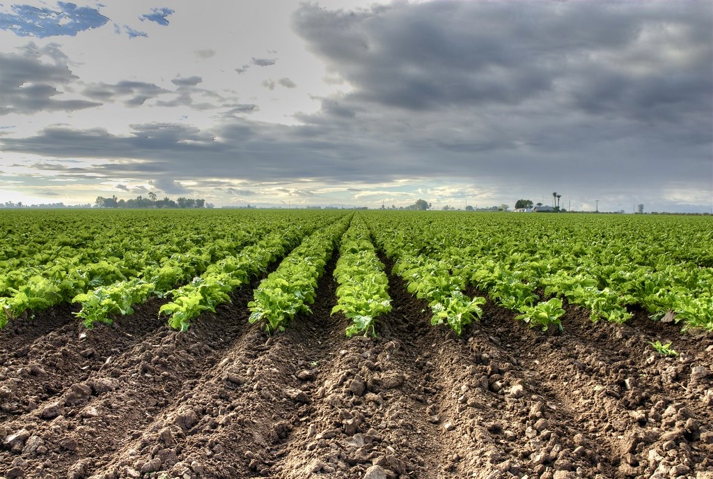 حوض ملوية: الأمطار الأخيرة تعزز مؤشرات موسم الشمندر السكري