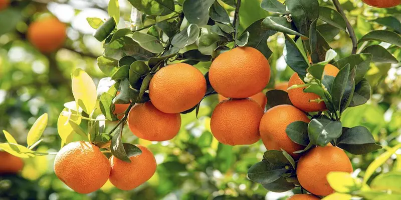 الولايات المتحدة تستقبل أولى دفعات الماندارين المغربي