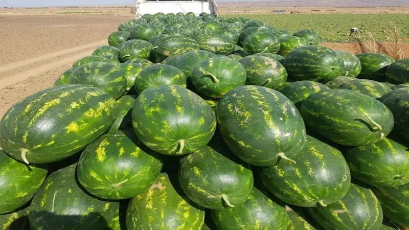 “الدلاح” المغربي يطرق أبواب أوروبا بعد نهاية قوية لموسم الحوامض